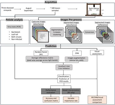 Phenotyping grapevine red blotch virus and grapevine leafroll-associated viruses before and after symptom expression through machine-learning analysis of hyperspectral images